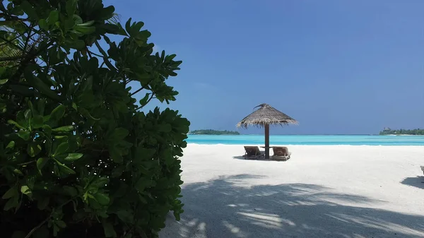 Vista Paraguas Con Tumbonas Desde Detrás Los Arbustos Maldivas Playa — Foto de Stock