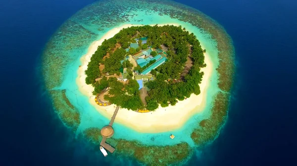 Yukarıdan Maldivlere Palmiye Ağaçlarına Kuma Plaja Bak — Stok fotoğraf