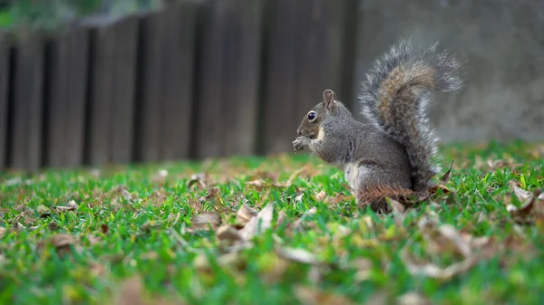 Niedliches Eichhörnchen Sammelt Nüsse Auf Grünem Gras Herbst Abgefallenen Blättern — Stockfoto