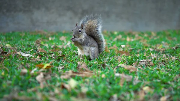 Niedliches Eichhörnchen Sammelt Nüsse Auf Grünem Gras Herbst Abgefallenen Blättern — Stockfoto