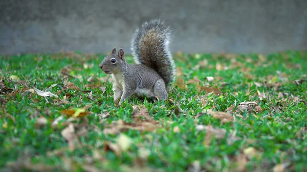 Niedliches Eichhörnchen Sammelt Nüsse Auf Grünem Gras Herbst Abgefallenen Blättern — Stockfoto