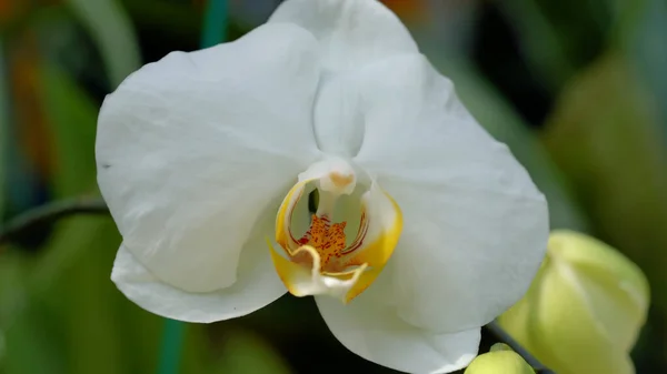 Orchidea Bianca Primo Piano Fiore Bianco Con Giallo — Foto Stock