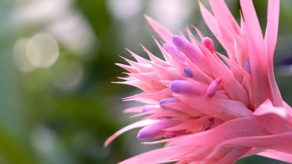 峨眉山の花のクローズアップ ピンク ロイヤリティフリーのストック写真