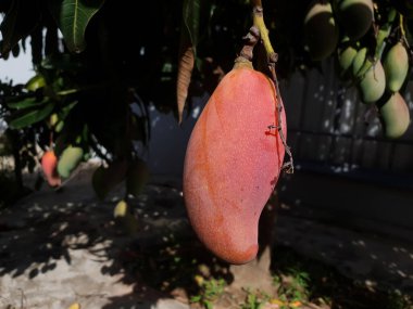 Güneşli bir günde ağaçtan sarkan mor ve sarı renkte güzel olgun bir mangoya yaklaş.
