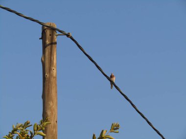 Bir güvercin, güneşli bir günde çok dik bir açıda bulunan bir elektrik kablosunda oturur.