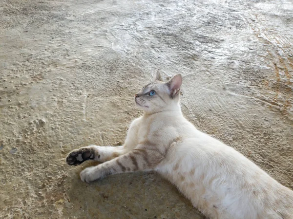 Bellissimo Gatto Bianco Grigio Sdraiato Pavimento Cemento Guardando Seriamente Qualcosa — Foto Stock
