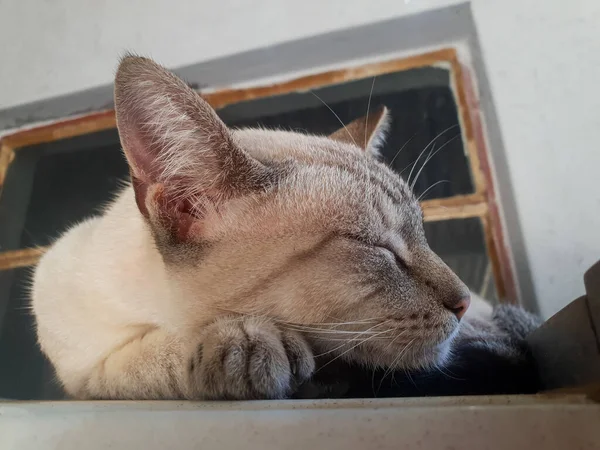 Fechar Gato Adormecido Uma Superfície Metal Branco Perfil Lateral — Fotografia de Stock