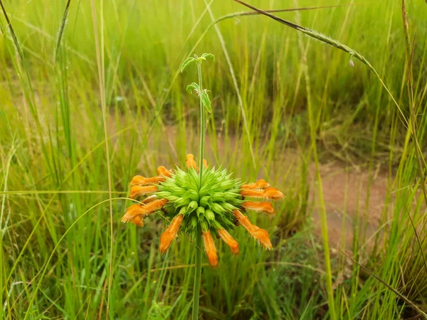 Nahaufnahme Der Leonotis Nepetifolia Blume Die Freier Wildbahn Wächst Umgeben — Stockfoto