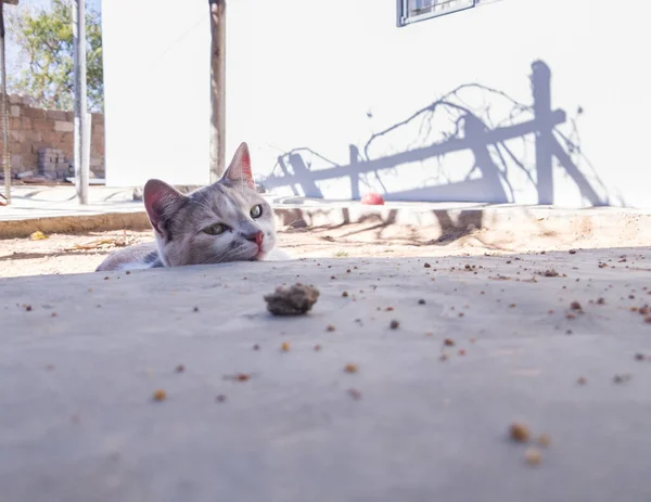Gato Cinza Branco Deitado Chão Lado Pavimento Concreto Cutucando Cabeça — Fotografia de Stock
