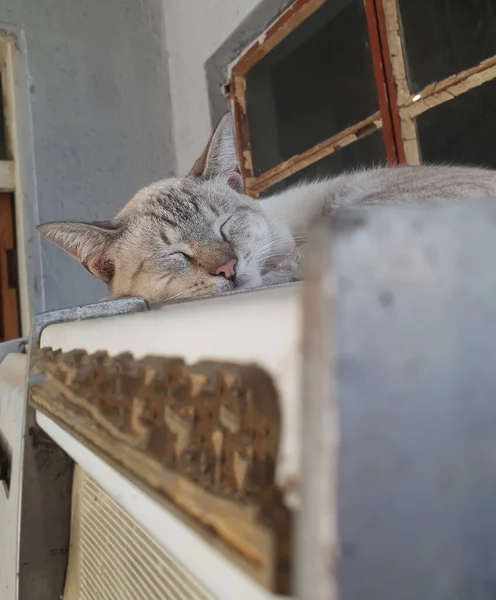 Gatto Bianco Che Dorme Fuori Accanto Una Finestra Sulla Vecchia — Foto Stock