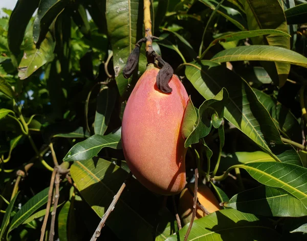 Een Mango Met Een Gradiënt Van Paars Geel Hangend Aan — Stockfoto