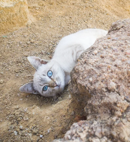 Seekor Kucing Putih Kecil Tergeletak Lantai Pasir Tanah Belakang Batu — Stok Foto