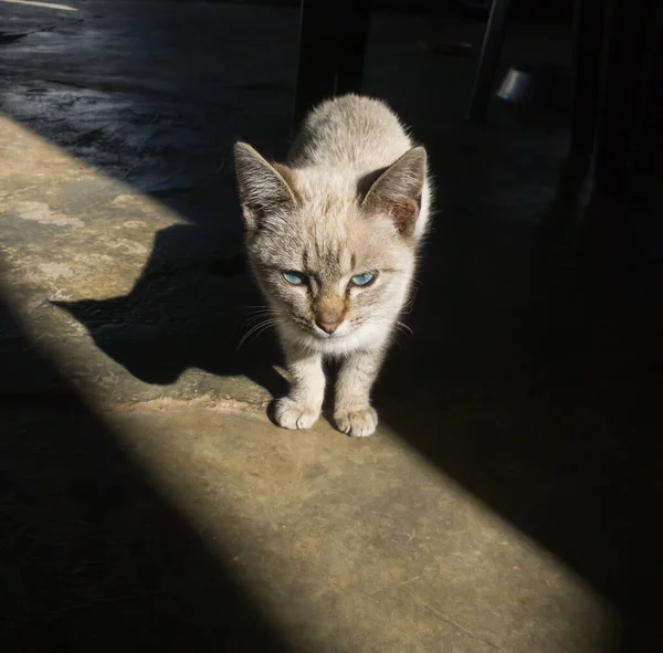 Piccolo Gatto Con Pelliccia Bianca Strisce Grigie Trova Centro Uno — Foto Stock