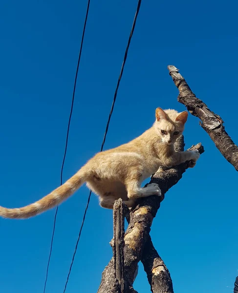 Orange Fur Cat Stuck Tree Log High Looks Scared Electrical — Stock Photo, Image