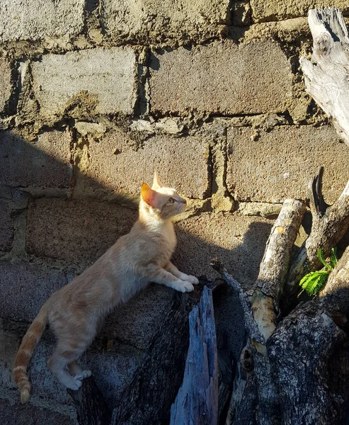 Pandangan Samping Dari Kucing Putih Dan Jingga Kecil Memanjat Kayu — Stok Foto