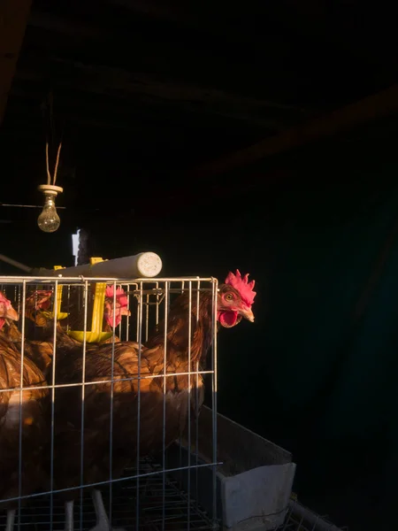 Темной Комнате Кучка Красных Цыплят Заперта Клетке Птицеводства — стоковое фото