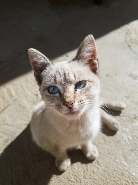 Gambar Anak Kucing Kecil Yang Cantik Dengan Bulu Putih Dan — Stok Foto