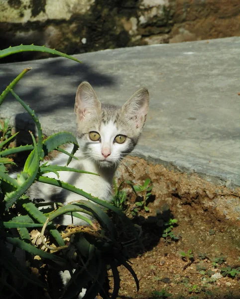 Seekor Kucing Abu Abu Dan Putih Dengan Mata Hijau Dengan — Stok Foto