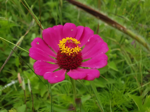 Close Beautiful Purple Yellow Flower Wild Middle Green Field Day — Stock Photo, Image