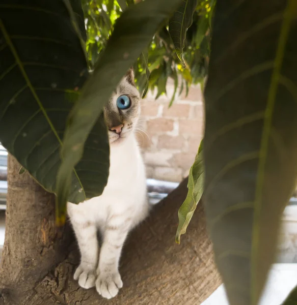Simpatico Adorabile Gattino Bianco Sta Giocando Nascondendo Graffiando Albero Mango — Foto Stock