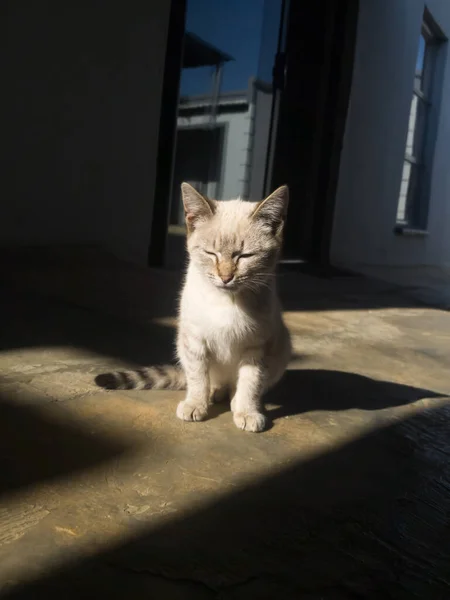 Piccolo Gattino Carino Siede Sul Pavimento Cemento Tra Luce Ombra — Foto Stock