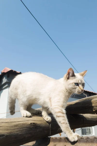 Seekor Kucing Bulu Berwarna Putih Pada Struktur Kayu Luar Bertanya — Stok Foto