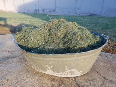 Güneşli bir günde, eski metal bir küvette taze kesilmiş çimenler.