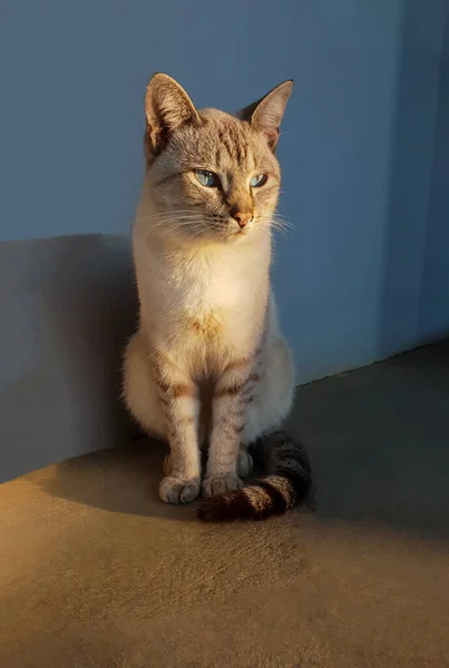 Close White Cat Gray Stripes Blue Eyes Long Tail Resting — Fotografia de Stock