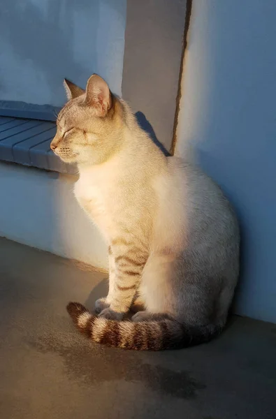 close up side view of a white cat with gray stripes, closed eyes and long tail resting next to a wall outside