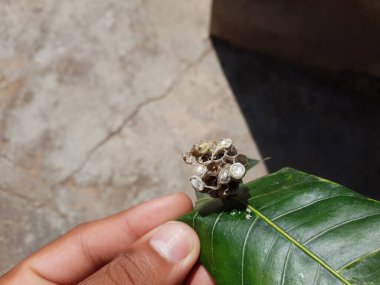 Bir Şemsiye Kağıt Yaban Arısı Yuvası 'na yakın. İçinde olgunlaşan eşekarısı olan bir mango ağacının yaprağına yapışmış.