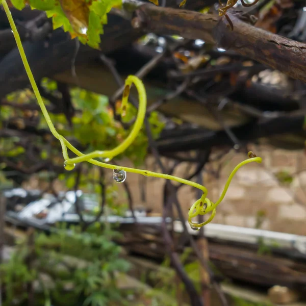 Close up on a green grape tree vine on a wooden structure still fresh and healthy, with water droplets after a heavy rain fall