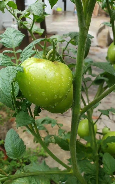 Close Uma Casa Verde Cru Tomate Cultivado Ainda Pendurado Sua — Fotografia de Stock
