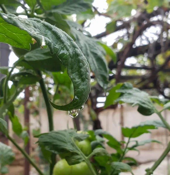 Close Green Home Grown Tomato Tree Leaf Covered Water Droplets — Stock Photo, Image