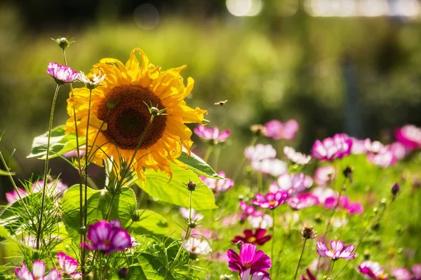 Egy Napsütötte Nyár Töredéke Egy Nyári Tanulmány Napraforgóval Más Virágzó — Stock Fotó