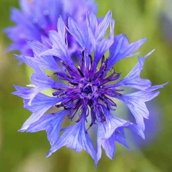Virág Rét Növény Chicory Közelkép — Stock Fotó