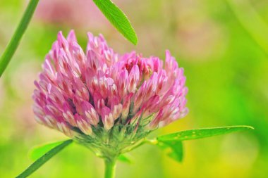 Kırmızı çayır yoncası. Yakından leylak rengi.