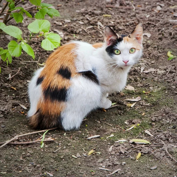 Überraschte Dreihaarige Katze Boden — Stockfoto