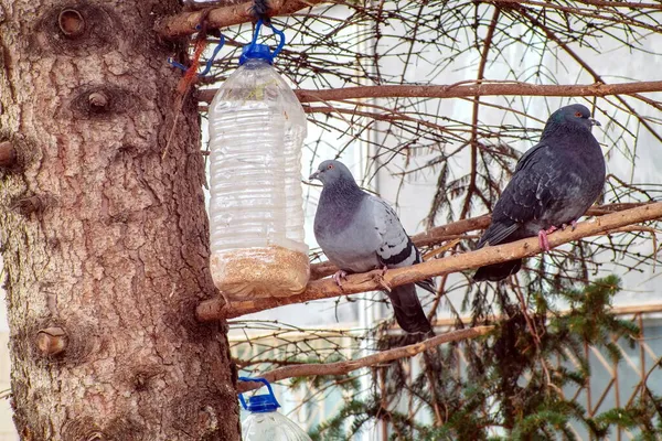 Zwei Tauben Der Nähe Eines Transparenten Futters Aus Einer Plastikflasche — Stockfoto