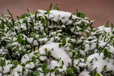 Çimlerin üzerinde yumuşak kar