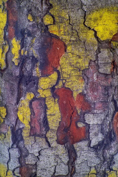 Ağacın Kabuğunda Büyük Çatlaklar Olan Komik Ahşap Doku — Stok fotoğraf