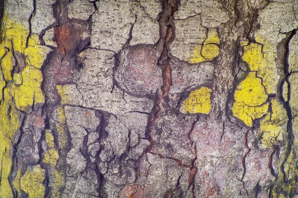 Texture Drôle Bois Avec Grandes Fissures Dans Écorce Arbre — Photo