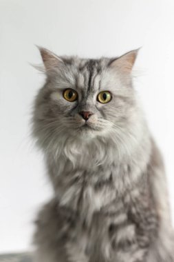 Açık gri arka planda gri İskoç kedisi. Dikey portre.