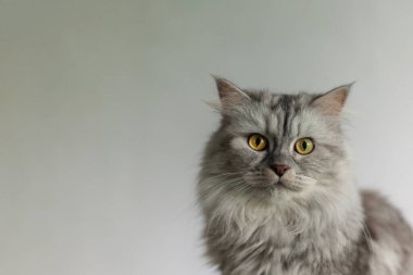 Açık gri arka planda gri İskoç kedisi. Boşluğu kopyala.