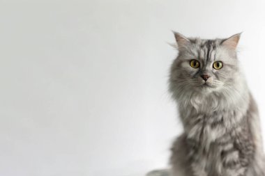 Açık gri arka planda gri İskoç kedisi. Boşluğu kopyala.