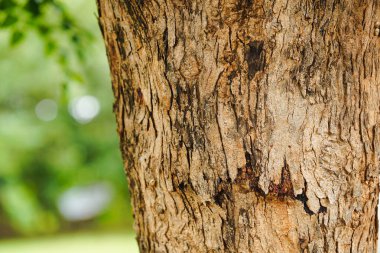 Parkın arka planında bulunan ağaç gövdelerindeki çatlakların yakın plan görüntüsü.