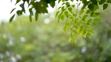 Parkta yeşil yapraklar ve doğal bulanık arka plan. Kopya alanı.