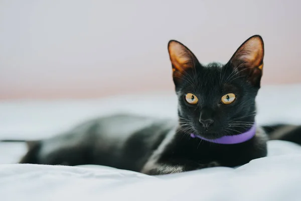 一只黑猫躺在一张白色的床上 看着摄像机 — 图库照片