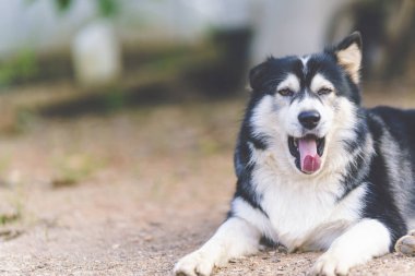 Zemin katta esneyen melez köpekler. Boşluğu kopyala.
