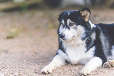 Sibirya melezi köpek yavruları yerde rahatça yatar..