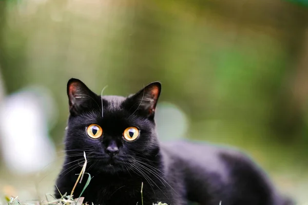 Cute Black Haired Scottish Fold Cat Looking Camera Innocent Eyes — Stock Photo, Image